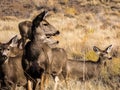 Mule Deer Sunset in the Meadow